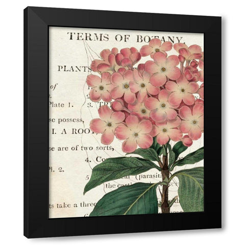 Bicolor Phlox Botany Black Modern Wood Framed Art Print by Schlabach, Sue