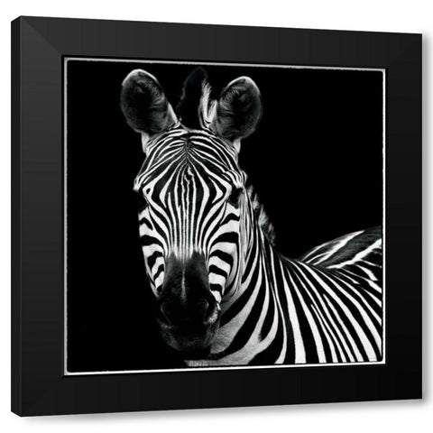 Zebra II Square Black Modern Wood Framed Art Print with Double Matting by Van Swearingen, Debra