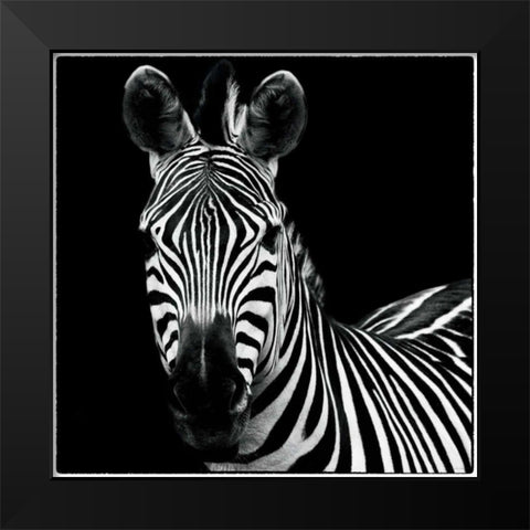 Zebra II Square Black Modern Wood Framed Art Print by Van Swearingen, Debra