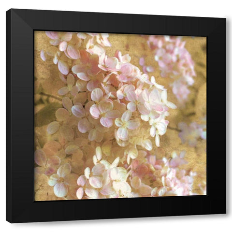 Gilded Hydrangea I Black Modern Wood Framed Art Print with Double Matting by Schlabach, Sue