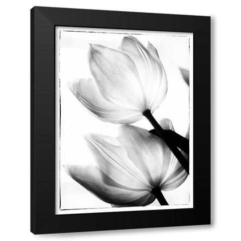Translucent Tulips II Black Modern Wood Framed Art Print by Van Swearingen, Debra