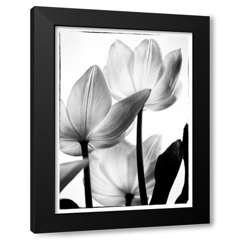 Translucent Tulips III Black Modern Wood Framed Art Print with Double Matting by Van Swearingen, Debra