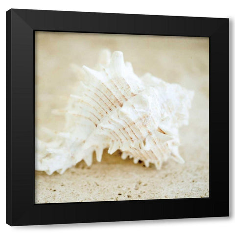 Seashore Shells II Black Modern Wood Framed Art Print with Double Matting by Studio, Brookview