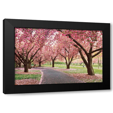 Cherry Parade Black Modern Wood Framed Art Print with Double Matting by Gendreau, Katherine