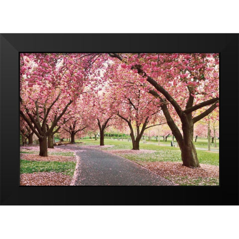 Cherry Parade Black Modern Wood Framed Art Print by Gendreau, Katherine