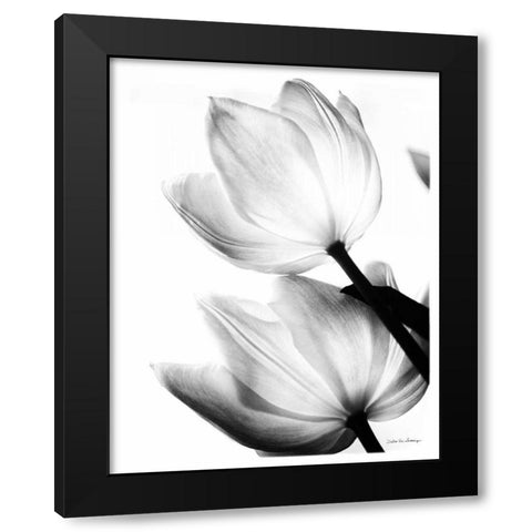 Translucent Tulips II no border Black Modern Wood Framed Art Print by Van Swearingen, Debra