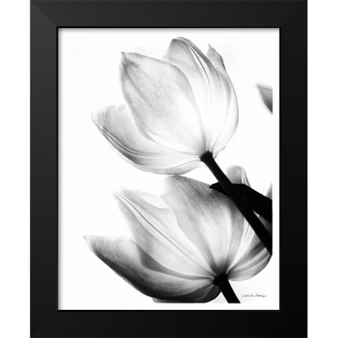Translucent Tulips II no border Black Modern Wood Framed Art Print by Van Swearingen, Debra