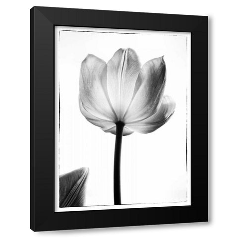 Translucent Tulips I Black Modern Wood Framed Art Print by Van Swearingen, Debra