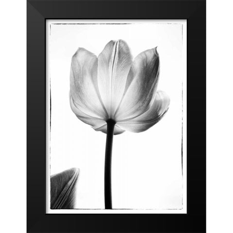 Translucent Tulips I Black Modern Wood Framed Art Print by Van Swearingen, Debra