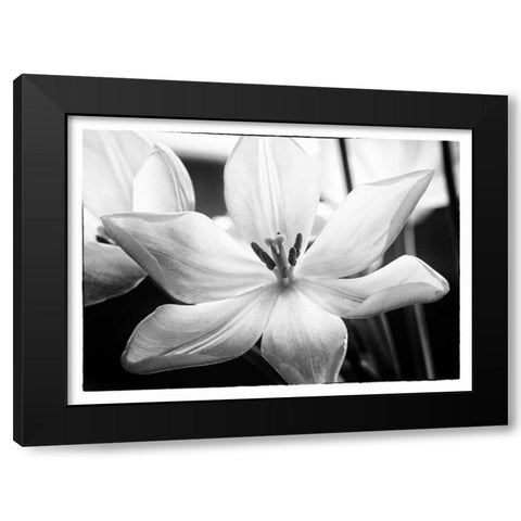 Translucent Tulips IV Black Modern Wood Framed Art Print by Van Swearingen, Debra