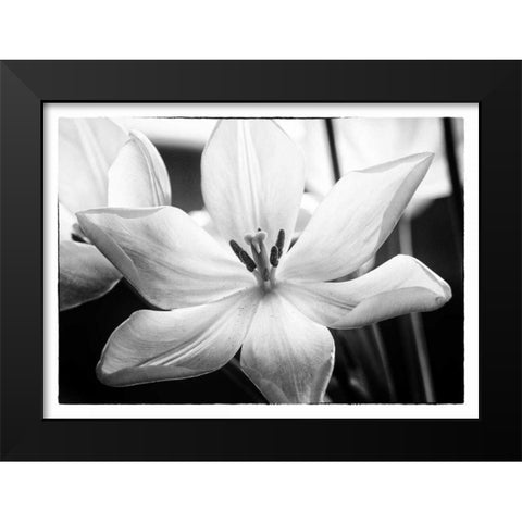 Translucent Tulips IV Black Modern Wood Framed Art Print by Van Swearingen, Debra