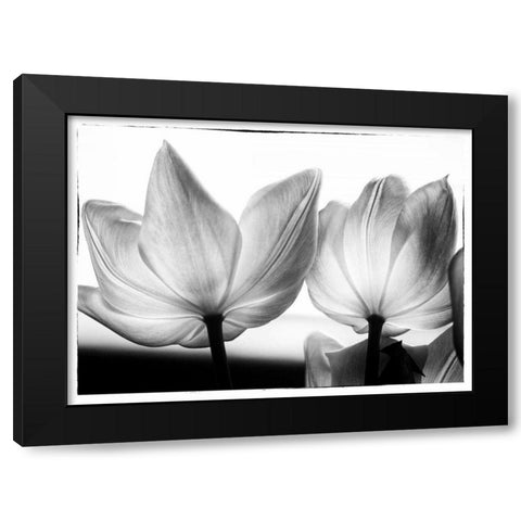 Translucent Tulips V Black Modern Wood Framed Art Print with Double Matting by Van Swearingen, Debra
