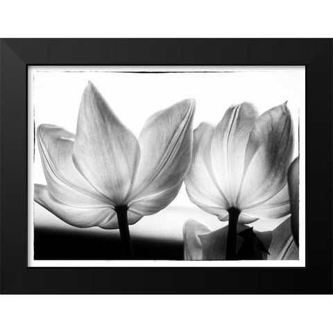 Translucent Tulips V Black Modern Wood Framed Art Print by Van Swearingen, Debra