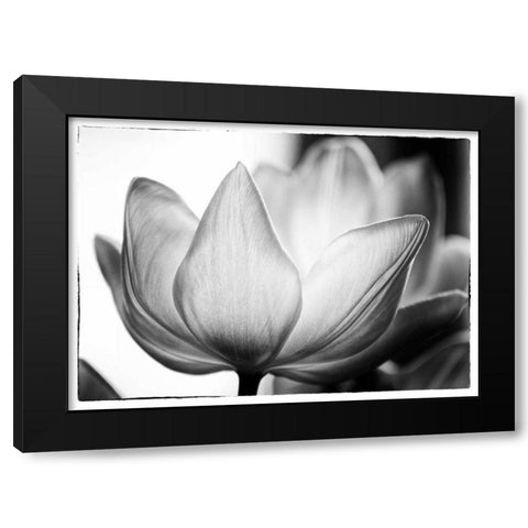 Translucent Tulips VI Black Modern Wood Framed Art Print by Van Swearingen, Debra