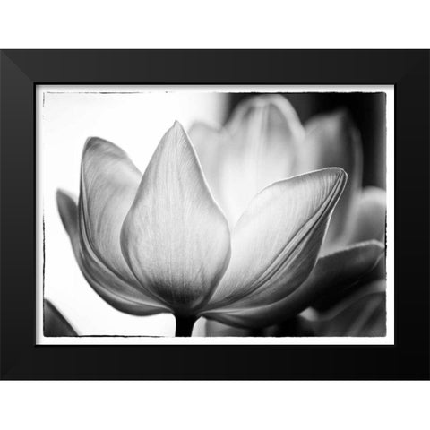 Translucent Tulips VI Black Modern Wood Framed Art Print by Van Swearingen, Debra