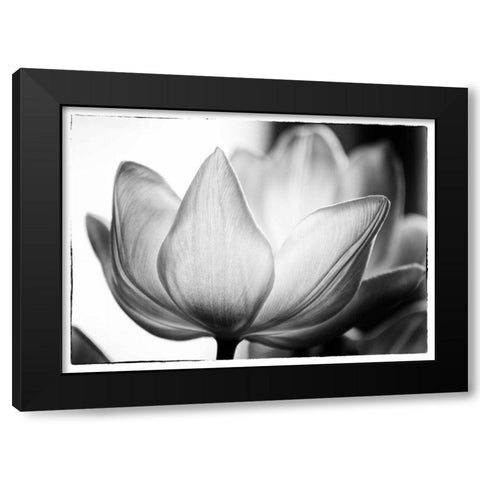 Translucent Tulips VI Black Modern Wood Framed Art Print by Van Swearingen, Debra