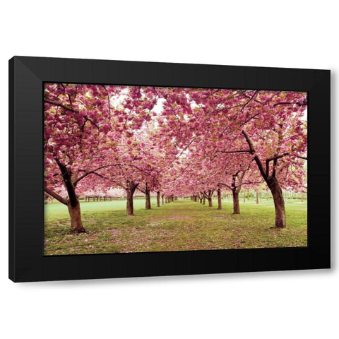 Hall of Cherries Black Modern Wood Framed Art Print with Double Matting by Gendreau, Katherine