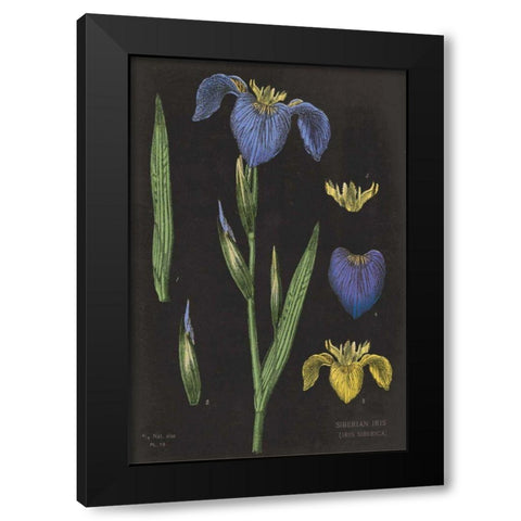 Iris Chart Black Modern Wood Framed Art Print with Double Matting by Schlabach, Sue