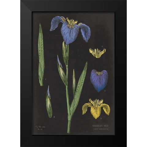 Iris Chart Black Modern Wood Framed Art Print by Schlabach, Sue