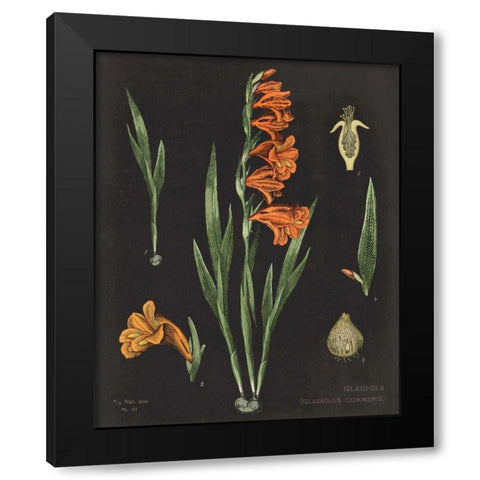 Gladiola Chart Crop Black Modern Wood Framed Art Print by Schlabach, Sue