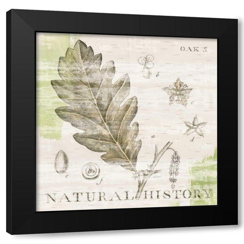 Natural History Oak III Black Modern Wood Framed Art Print with Double Matting by Schlabach, Sue