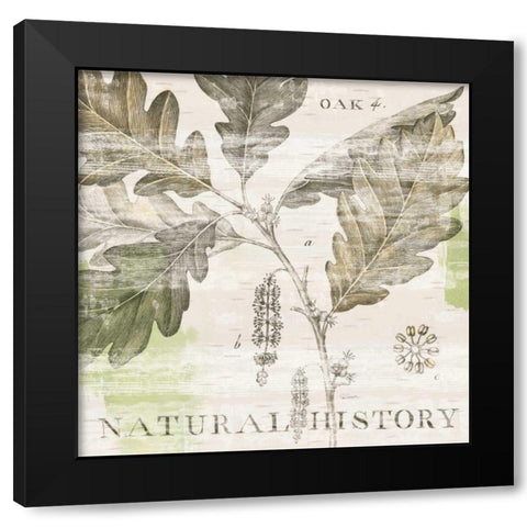 Natural History Oak IV Black Modern Wood Framed Art Print by Schlabach, Sue