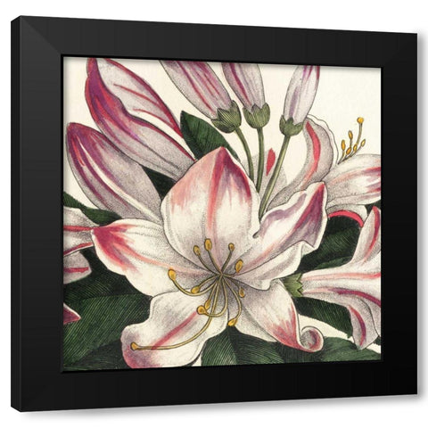 Botanique Square II Black Modern Wood Framed Art Print with Double Matting by Wild Apple Portfolio