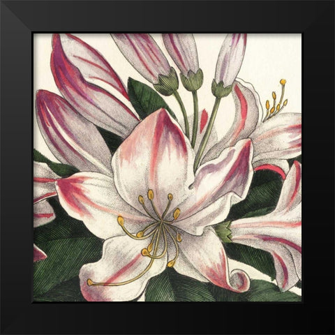 Botanique Square II Black Modern Wood Framed Art Print by Wild Apple Portfolio