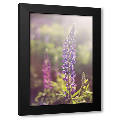 Lupine Flare Black Modern Wood Framed Art Print with Double Matting by Gendreau, Katherine