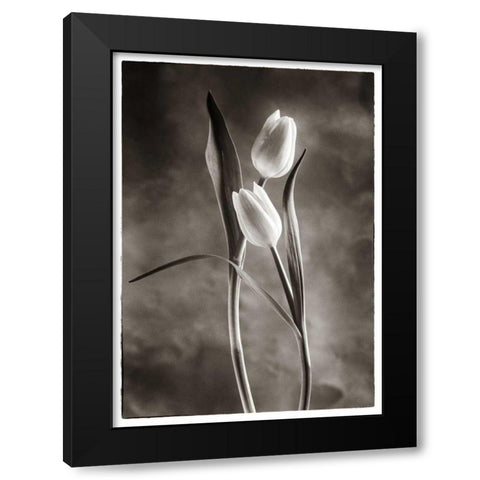 TwoTone Tulips VI Black Modern Wood Framed Art Print by Van Swearingen, Debra