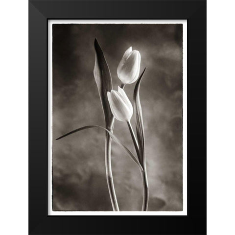 TwoTone Tulips VI Black Modern Wood Framed Art Print by Van Swearingen, Debra
