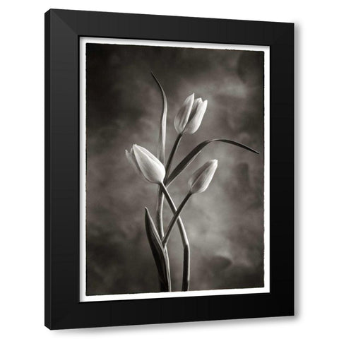 TwoTone Tulips VII Black Modern Wood Framed Art Print with Double Matting by Van Swearingen, Debra