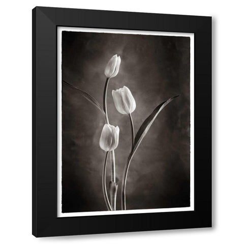 TwoTone Tulips VIII Black Modern Wood Framed Art Print with Double Matting by Van Swearingen, Debra