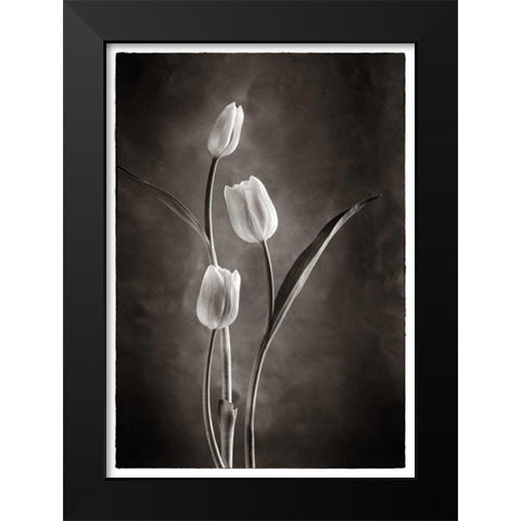 TwoTone Tulips VIII Black Modern Wood Framed Art Print by Van Swearingen, Debra