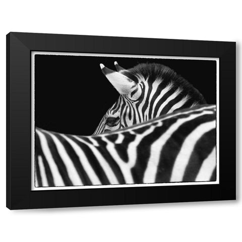 Zebra III Black Modern Wood Framed Art Print with Double Matting by Van Swearingen, Debra