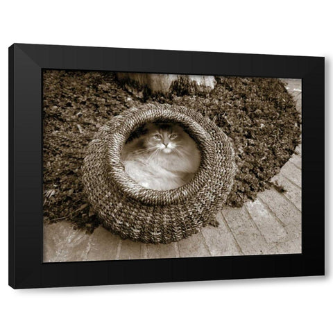 Cat in a Basket Black Modern Wood Framed Art Print by Dratfield, Jim