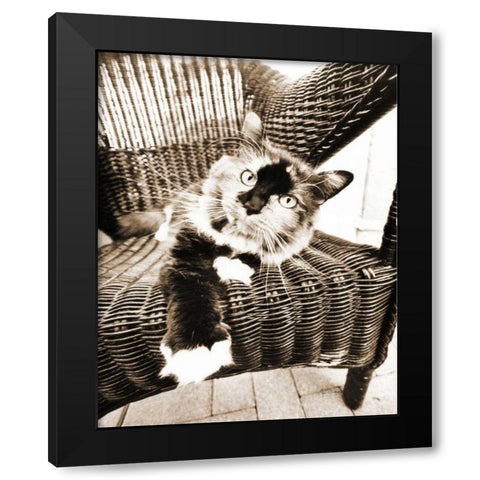 Kitty IV Black Modern Wood Framed Art Print with Double Matting by Dratfield, Jim