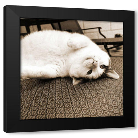 Kitty II Crop Black Modern Wood Framed Art Print by Dratfield, Jim
