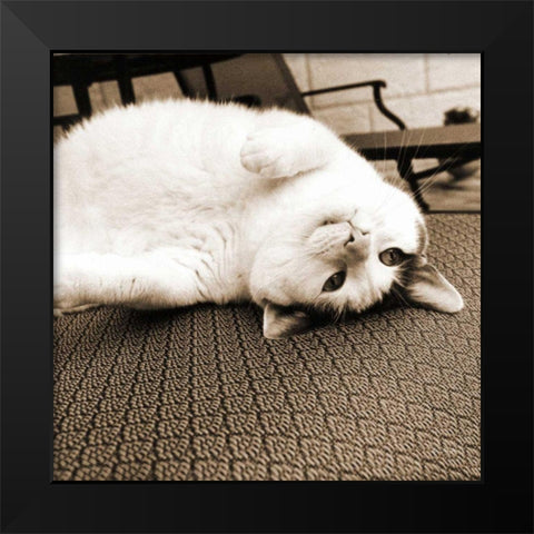 Kitty II Crop Black Modern Wood Framed Art Print by Dratfield, Jim