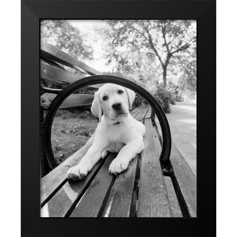 Never Doubt That You Can Black Modern Wood Framed Art Print by Dratfield, Jim