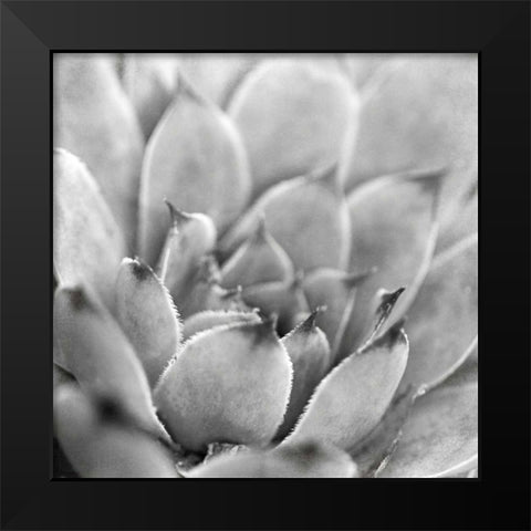 Garden Succulent I Black Modern Wood Framed Art Print by Marshall, Laura