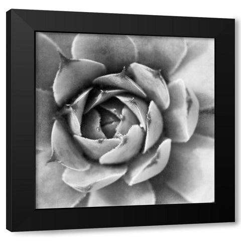 Garden Succulent II Black Modern Wood Framed Art Print by Marshall, Laura