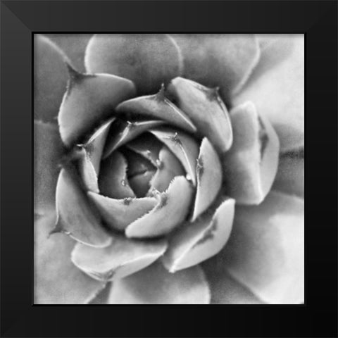 Garden Succulent II Black Modern Wood Framed Art Print by Marshall, Laura