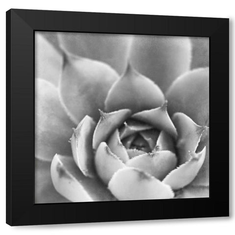 Garden Succulent III Black Modern Wood Framed Art Print with Double Matting by Marshall, Laura