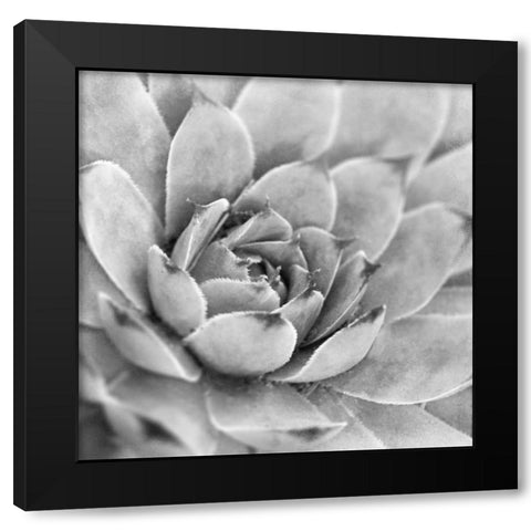 Garden Succulent IV Black Modern Wood Framed Art Print with Double Matting by Marshall, Laura