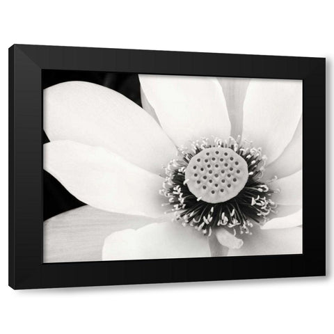 Lotus Flower IV Black Modern Wood Framed Art Print with Double Matting by Van Swearingen, Debra
