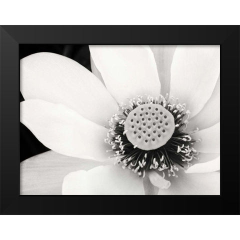 Lotus Flower IV Black Modern Wood Framed Art Print by Van Swearingen, Debra