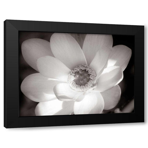 Lotus Flower V Black Modern Wood Framed Art Print by Van Swearingen, Debra