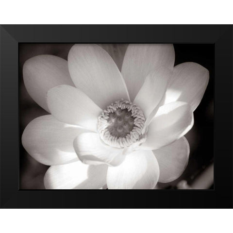 Lotus Flower V Black Modern Wood Framed Art Print by Van Swearingen, Debra