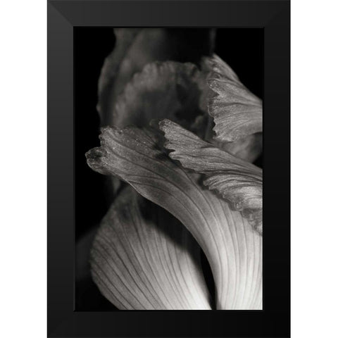 Iris Abstract I Black Modern Wood Framed Art Print by Marshall, Laura